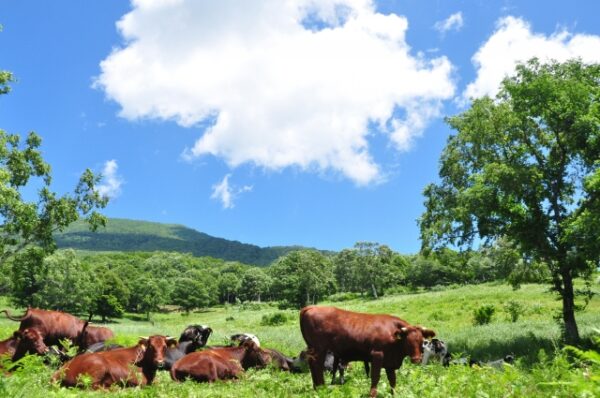 自然や動物と触れ合える栃木県で夏におすすめの子供連れで遊べる観光スポット